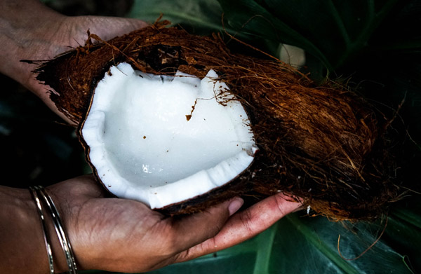 Fibra di cocco: le più comuni tipologie e le sue applicazioni