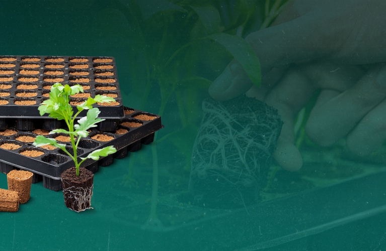 CANNA Root Plugs: Coltivazione di livello superiore, fin dall´inizio