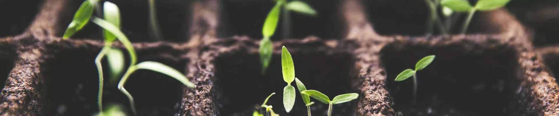 Taking cuttings