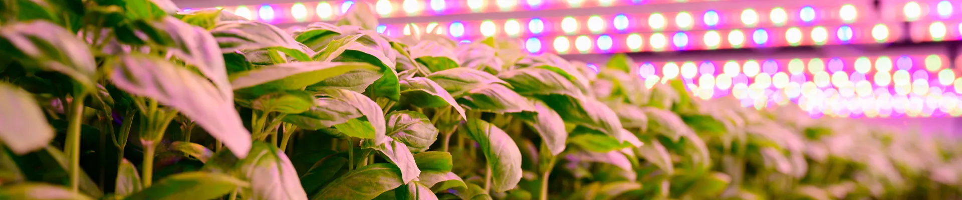 Adattarsi alle nuove luci – nessuna bottiglia speciale necessaria