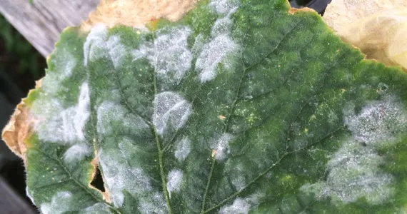 Oidium and Mildew - Pests & Diseases