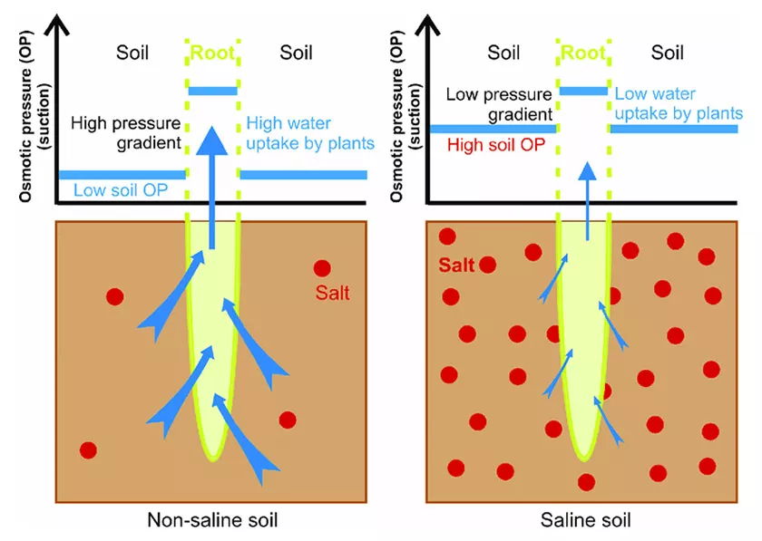 Come usare tutti gli strumenti a tua disposizione con il plant steering