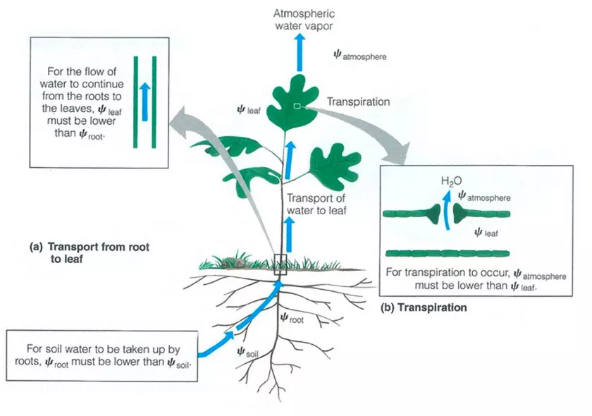 Come usare tutti gli strumenti a tua disposizione con il plant steering