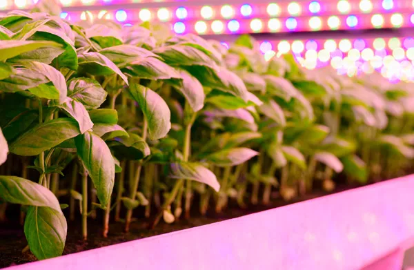 Adattarsi alle nuove luci – nessuna bottiglia speciale necessaria