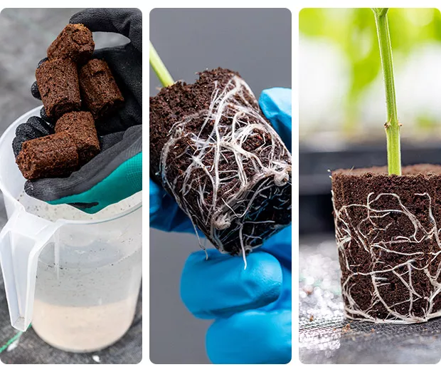 CANNA Rootplugs
