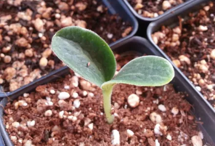 Canna Cogr Buffer Agent 1L - Liquido Per Ammollo E Buffer Di Tappetini In Lana Di Roccia