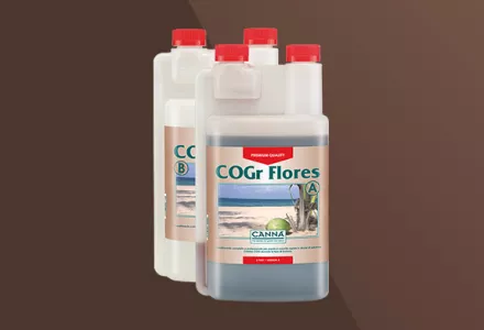 CANNA COGr Flores