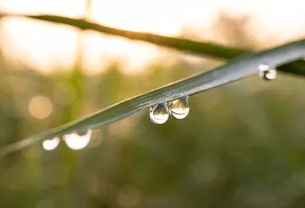 Gli integratori PK possono fare miracoli?