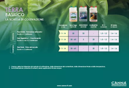 TERRA Basilico Programmazione coltivazioni