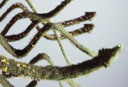 Come usare tutti gli strumenti a tua disposizione con il plant steering