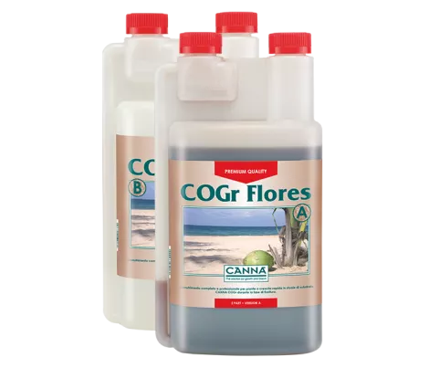 CANNA COGr Flores